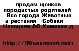 продам щенков породистых родителей - Все города Животные и растения » Собаки   . Ненецкий АО,Каменка д.